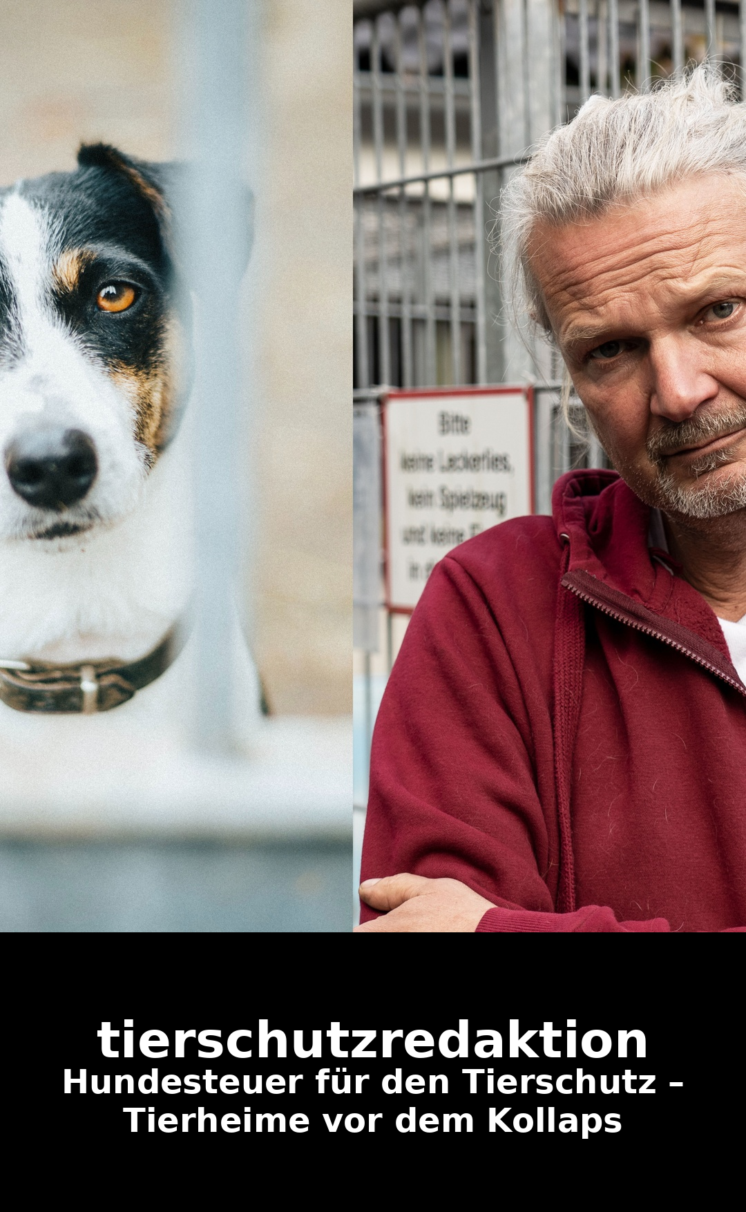 Hundesteuer für den Tierschutz – Tierheime vor dem Kollaps