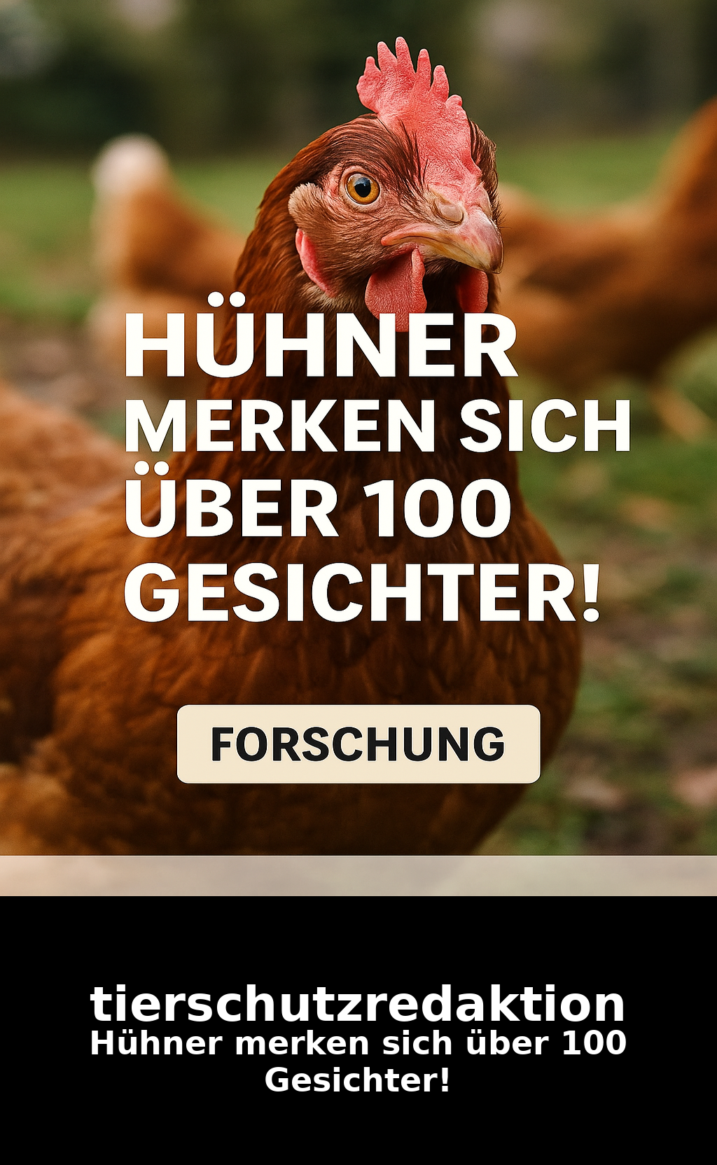 Hühner merken sich über 100 Gesichter!